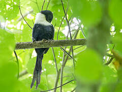 White-necked Myna