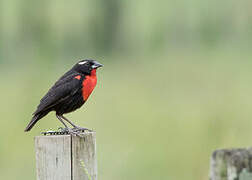 White-browed Meadowlark