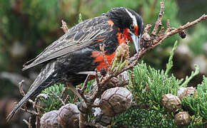 Long-tailed Meadowlark