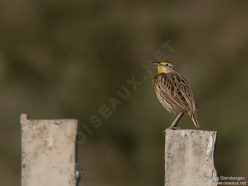 Eastern Meadowlark