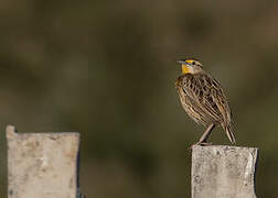 Eastern Meadowlark