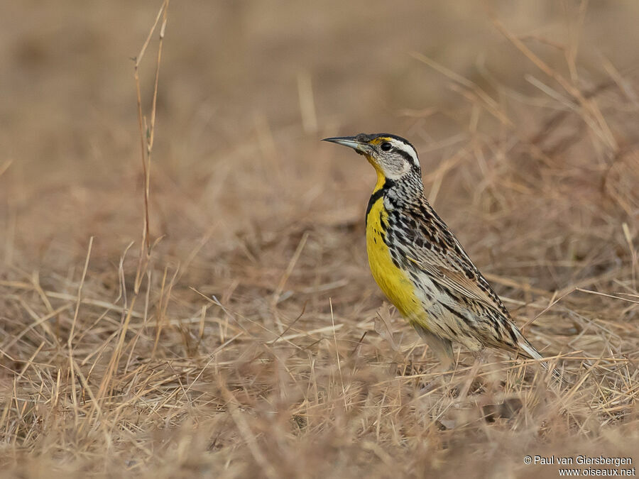 Eastern Meadowlarkadult