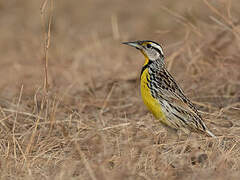 Eastern Meadowlark