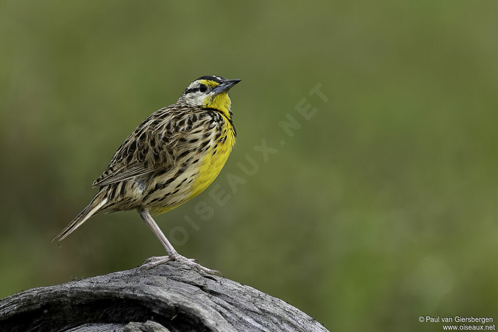 Eastern Meadowlarkadult