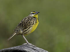 Eastern Meadowlark