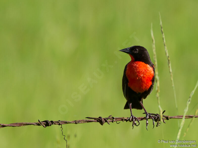 Red-breasted Blackbird male adult