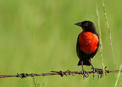 Red-breasted Blackbird