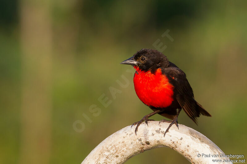 Red-breasted Blackbird male adult