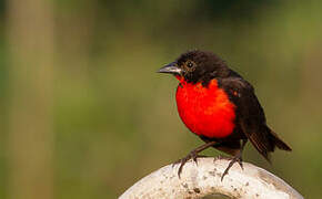 Red-breasted Blackbird