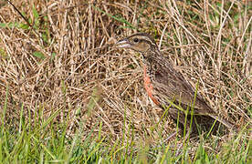 Red-breasted Meadowlark