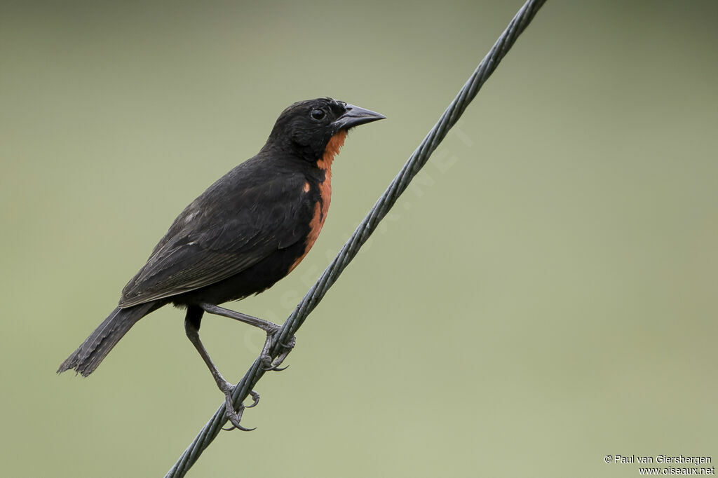 Red-breasted Blackbird male adult