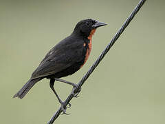 Red-breasted Blackbird