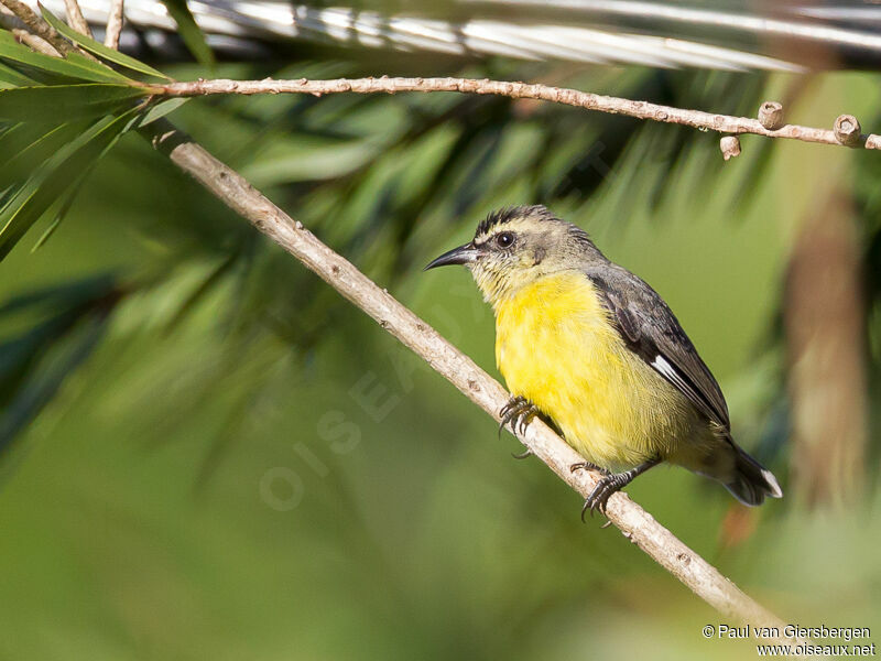 Sucrier à ventre jaune