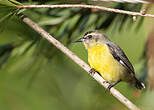 Sucrier à ventre jaune