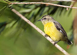 Bananaquit