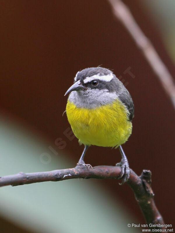 Bananaquit