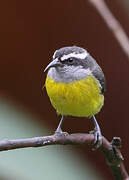 Bananaquit