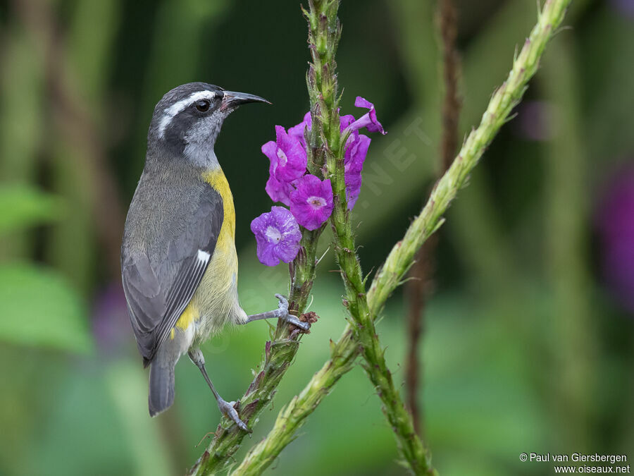 Bananaquitadult