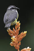 Bananaquit