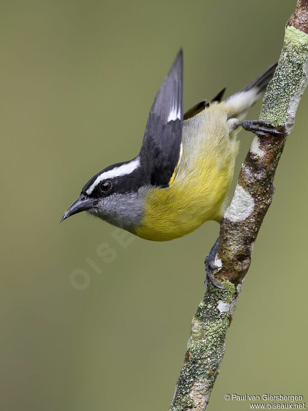 Bananaquitadult