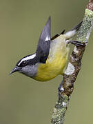 Bananaquit