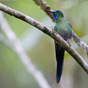 Long-tailed Sylph