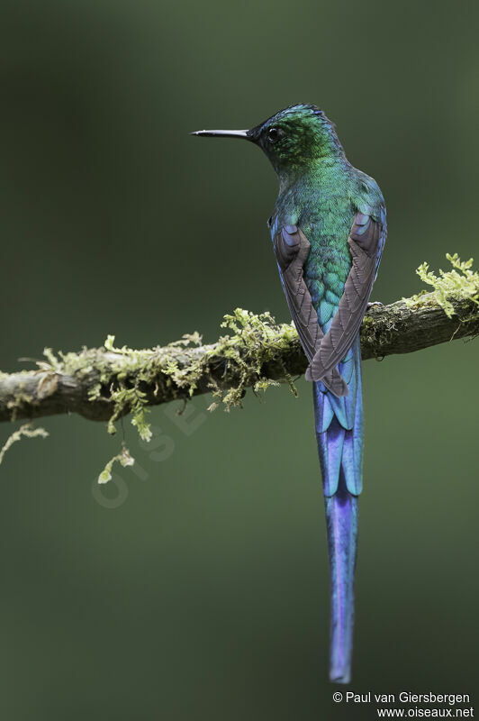 Long-tailed Sylph male adult