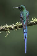 Long-tailed Sylph