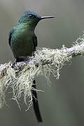 Long-tailed Sylph