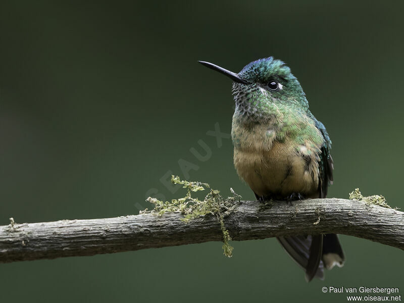 Long-tailed Sylph female adult