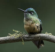 Long-tailed Sylph