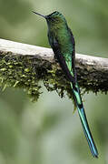 Long-tailed Sylph