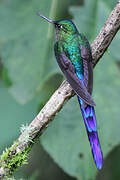 Violet-tailed Sylph