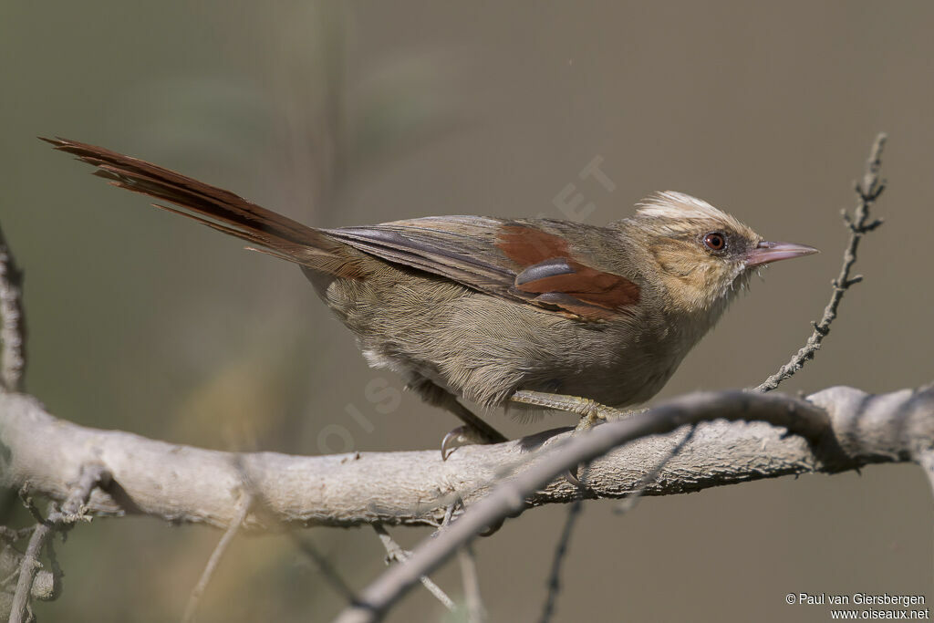 Creamy-crested Spinetailadult