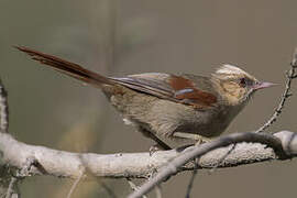 Creamy-crested Spinetail