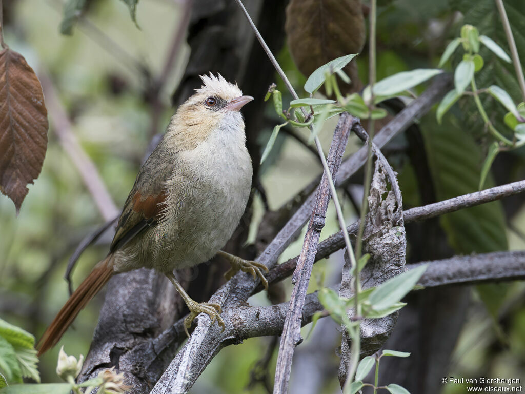 Creamy-crested Spinetailadult