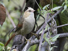 Creamy-crested Spinetail