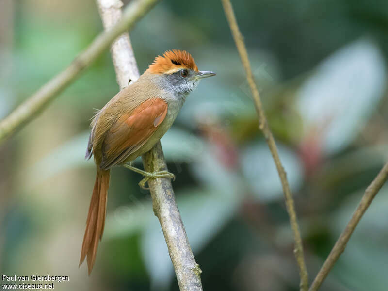 Rufous-capped Spinetailadult, identification
