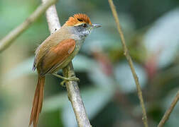 Rufous-capped Spinetail