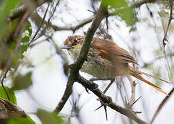 Necklaced Spinetail