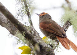 Red-faced Spinetail