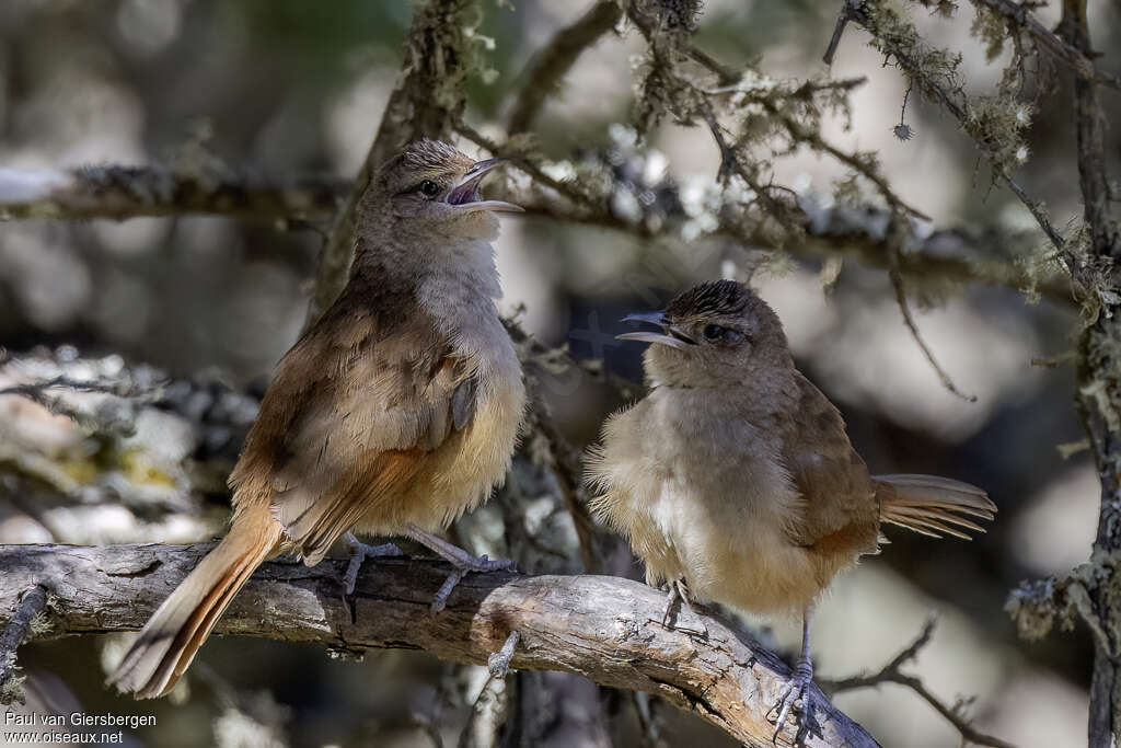 Synallaxe à front rayé