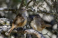 Synallaxe à front rayé