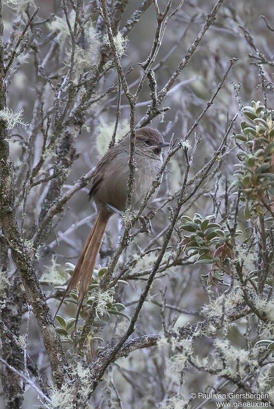 Rusty-fronted Canasteroadult