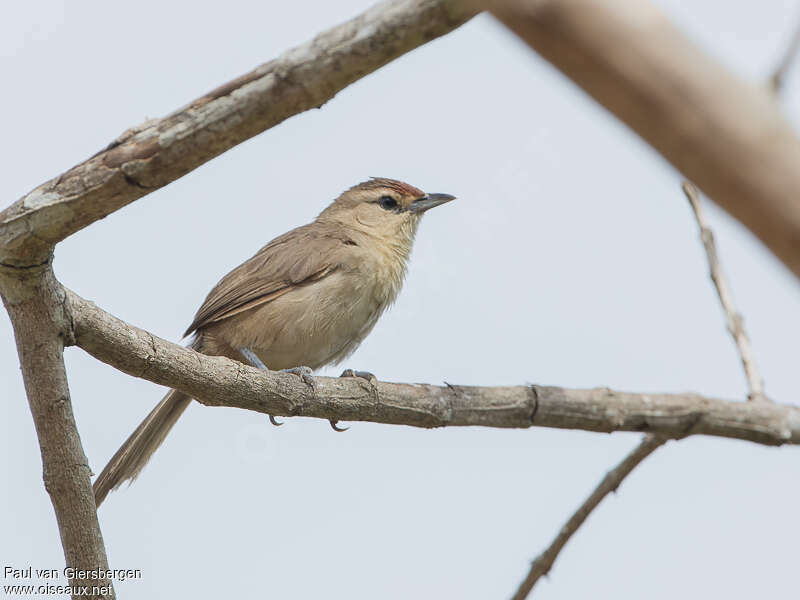 Rufous-fronted Thornbirdadult, identification