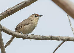 Rufous-fronted Thornbird