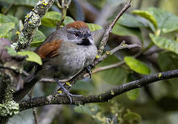 Silvery-throated Spinetail