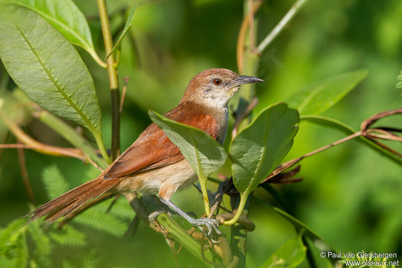 Yellow-chinned Spinetail