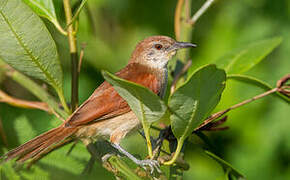 Yellow-chinned Spinetail