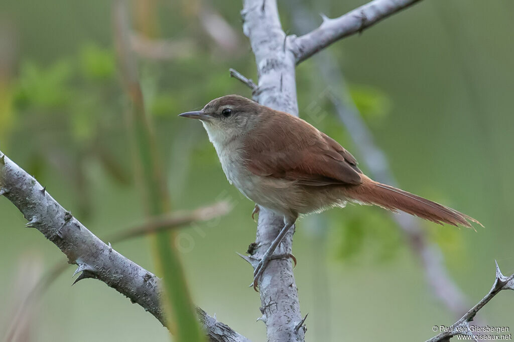 Yellow-chinned Spinetail